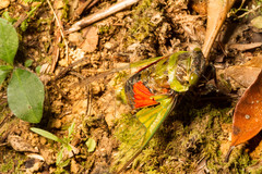 Hemisciera maculipennis