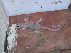 Ptyodactylus hasselquistii