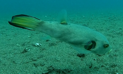 Arothron immaculatus