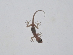Ptyodactylus hasselquistii