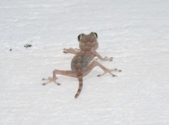 Ptyodactylus hasselquistii