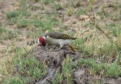 Campethera bennettii
