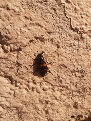 Nicrophorus mexicanus