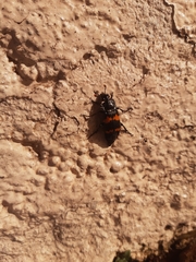 Nicrophorus mexicanus