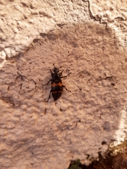 Nicrophorus mexicanus