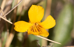 Viola maculata