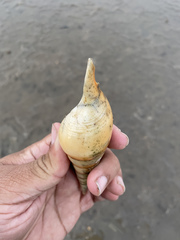 Tibia insulaechorab