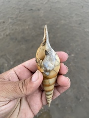 Tibia insulaechorab