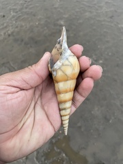 Tibia insulaechorab