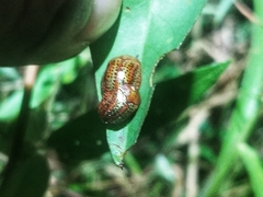 Chelymorpha alternans