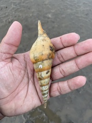 Tibia insulaechorab