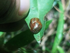 Chelymorpha alternans