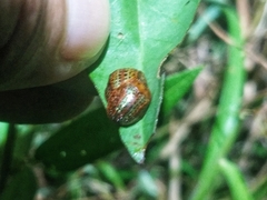 Chelymorpha alternans