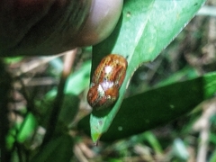 Chelymorpha alternans