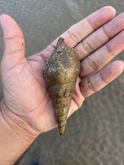 Tibia insulaechorab
