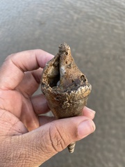 Tibia insulaechorab