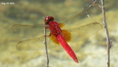 Crocothemis servilia mariannae