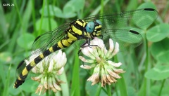 Lamelligomphus ringens