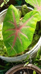 Caladium
