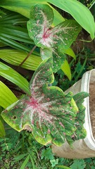 Caladium