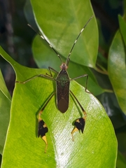 Anisoscelis marginellus