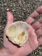 Eucallista purpurata