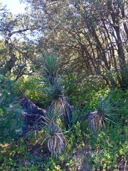 Yucca baccata brevifolia