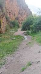 Lycalopex culpaeus culpaeus