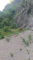 Lycalopex culpaeus culpaeus