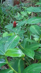 Costus woodsonii