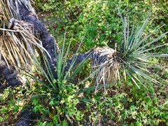 Yucca baccata brevifolia