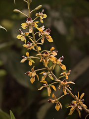 Prosthechea sceptra