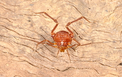 Krateromaspis dilatata
