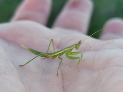 Apteromantis aptera