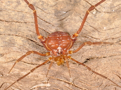 Krateromaspis dilatata