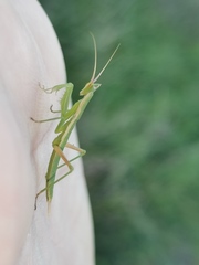 Apteromantis aptera