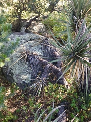 Yucca baccata brevifolia