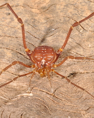 Krateromaspis dilatata