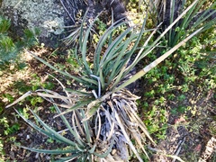 Yucca baccata brevifolia