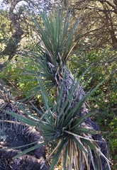 Yucca baccata brevifolia