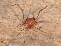 Krateromaspis dilatata
