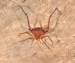 Krateromaspis dilatata