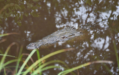 Crocodylus acutus