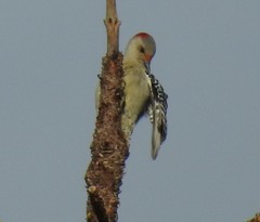 Melanerpes carolinus image