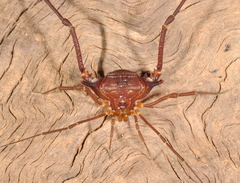 Krateromaspis dilatata