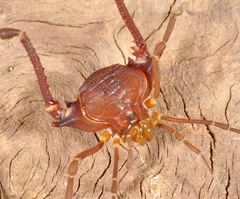 Krateromaspis dilatata