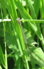 Coenagrion puella