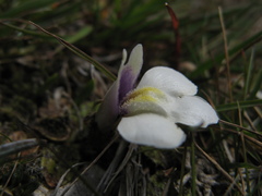 Mazus radicans