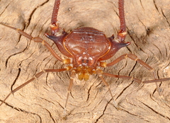 Krateromaspis dilatata