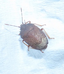 Crollius conspersus